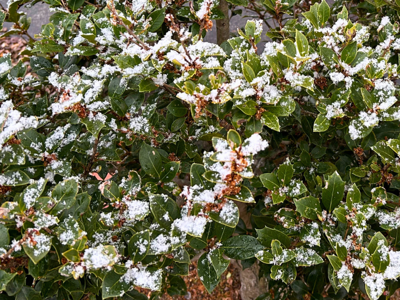 雪を被った柊の木